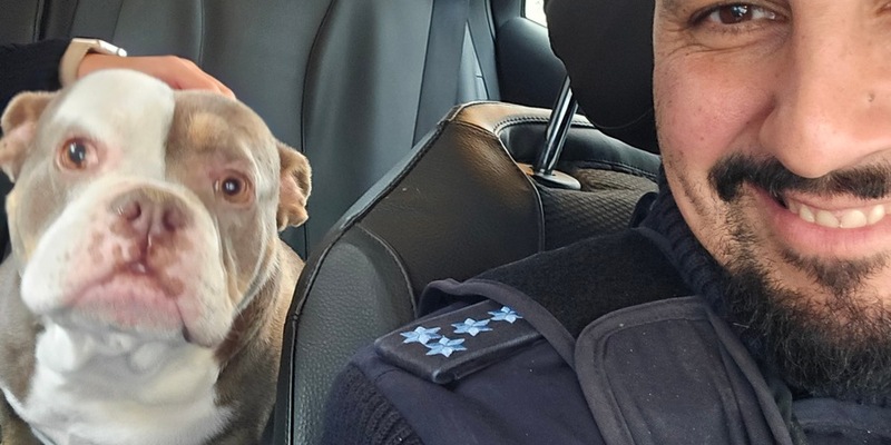 POL-MA: Brühl/Rhein-Neckar-Kreis: entlaufene Bulldogge - Foto: presseportal.de