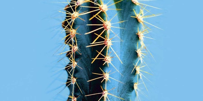 Alles auf Abwehr: Was unser Immunsystem mit Cybersicherheit, Ekel und dem X-Chromosom zu tun hat / Neue Perspektiven im Wissenschaftsmagazin zwei entdecken - Foto: presseportal.de