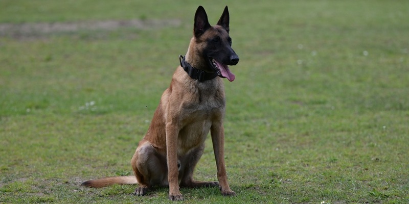 POL-NMS: 250113-1-pdnms Einbrecher in Rendsburg von Diensthund bei Kellereinbruch aufgespürt - Foto: presseportal.de