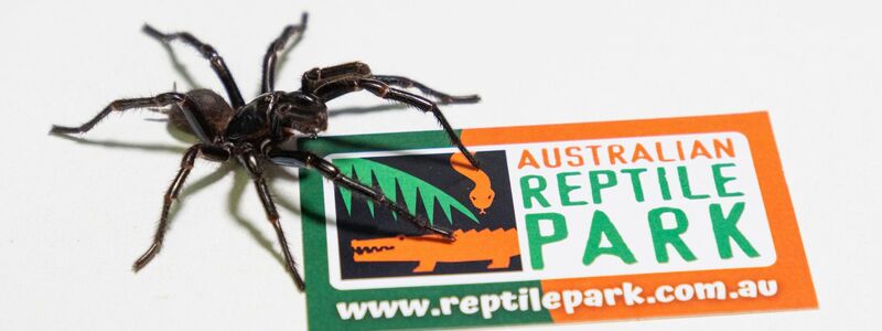 Das bisher existierende Gegengift wirkt bei allen drei Arten. - Foto: Caitlin Vine/Australian Reptile Park/dpa