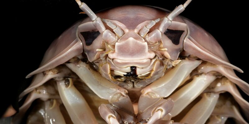 Professor Peter Ng untersucht Riesenasseln auf einem Fischmarkt in Hanoi in Vietnam. - Foto: Nguyen Thanh Son/Pensoft Publishers/dpa