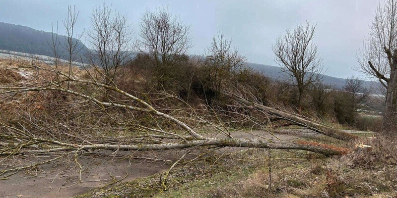 LPI-NDH: Pappeln an Radweg gefällt - Foto: presseportal.de