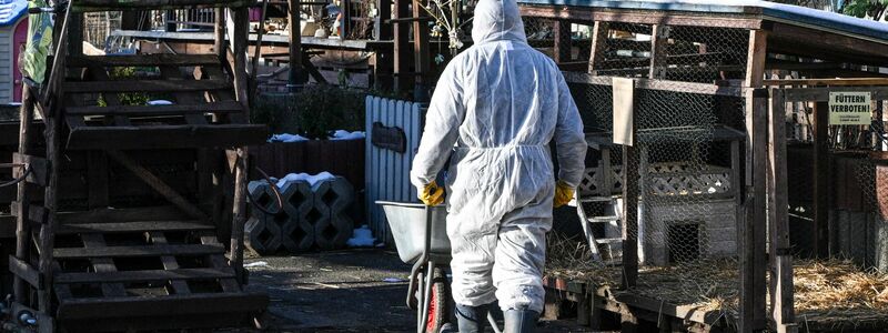 Neben hohem Fieber, Appetitlosigkeit und Apathie können infizierte Tiere Blasen am Maul und auf der Zunge sowie an den Klauen und den Zitzen entwickeln (Archivbild). - Foto: Jens Kalaene/dpa