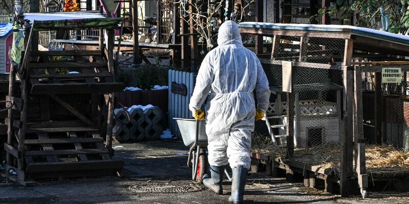 Großbritannien reagiert auf den Ausbruch der Maul- und Klauenseuche in Deutschland mit verschärften Regeln. - Foto: Jens Kalaene/dpa