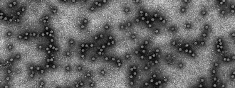 Der erstmalige Ausbruch des Virus in Deutschland seit rund 35 Jahren hat viele überrascht. (Archvibild) - Foto: Granzow/Friedrich-Loeffler-Institut /dpa