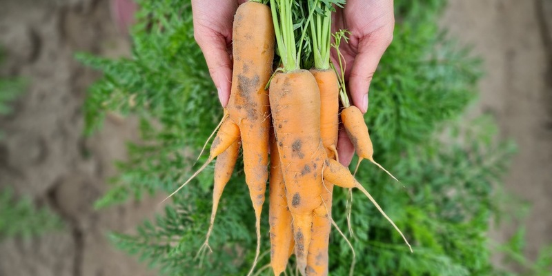 Veganuary-Tipp: Warum Möhren unverzichtbar sind - Foto: presseportal.de