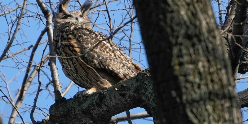 Der berühmte Uhu Flaco kommt ins Museum. (Archivbild) - Foto: Seth Wenig/AP/dpa