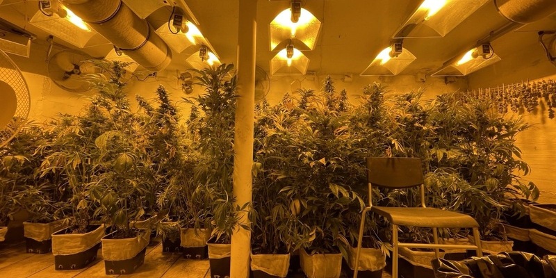 POL-SO: Versteckte Marihuanaplantage aufgedeckt - Foto: presseportal.de