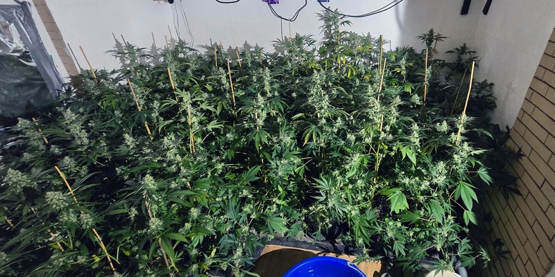 POL-HSK: Cannabisplantage bei Wohnungsdurchsuchung entdeckt - Foto: presseportal.de