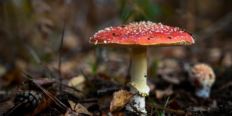 Das Gift des Fliegenpilzes in Gummibonbons führte nun zu einem Vekaufsverbot (Symbolbild). - Foto: Hendrik Schmidt/dpa-Zentralbild/dpa