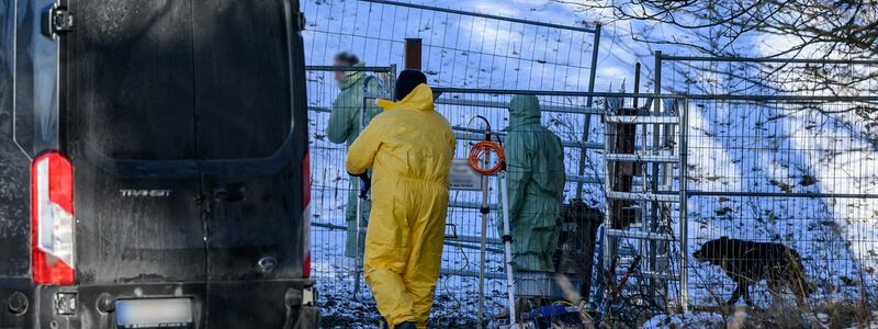 Schon jetzt mussten zahlreiche Tiere aufgrund des Virus getötet werden. (Archivbild) - Foto: Patrick Pleul/dpa