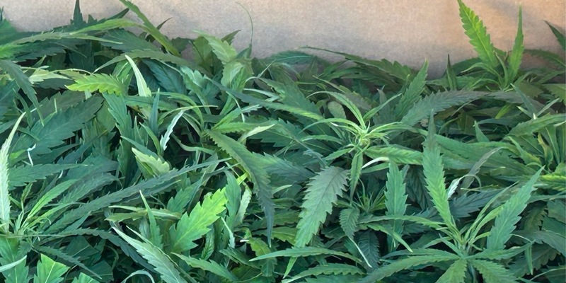 HZA-AC: Aachener Zoll stellt über 700 Cannabispflanzen sicher - Mann hat kartonweise Cannabissetzlinge im Auto - Foto: presseportal.de