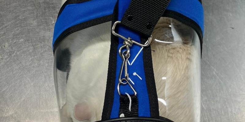 HZA-DO: Schmuggelversuch gescheitert /Zoll stellt zwei Katzen mit mutmaßlich gefälschten Papieren sicher - Foto: presseportal.de