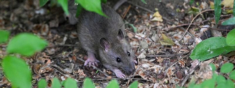 Viele Menschen haben Angst vor Ratten. (Archivbild) - Foto: Jens Kalaene/dpa