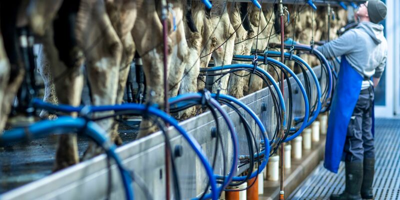 Die Milchpreise stiegen im Jahresverlauf 2024 auf den zweithöchsten Stand jemals. (Archivbild) - Foto: Jens Büttner/dpa-Zentralbild/dpa