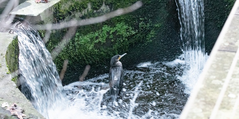 FW-MK: Kormoran in Notlage - Foto: presseportal.de