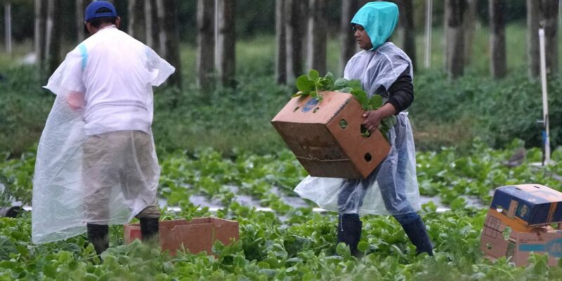 Arbeitskräfte vor allem aus Mittel- und Südamerika spielen eine wichtige Rolle in der Landwirtschaft der USA, im Bauwesen und im Gastgewerbe. - Foto: Lynne Sladky/AP/dpa