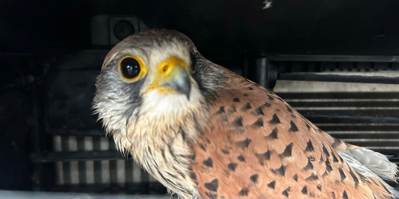 POL-PDWIL: Polizeiliche Tierrettung nach Wildunfall - Foto: presseportal.de