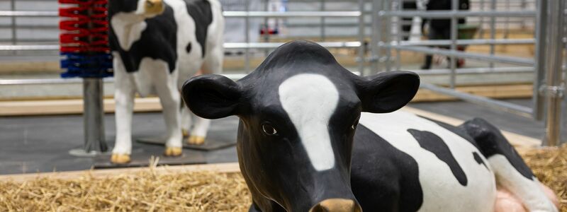 Wegen eines Falls von Maul- und Klauenseuche in Brandenburg waren etliche Tiere dieses Jahr nicht auf der Grünen Messe vertreten - oder eben nur als Attrappe. (Archivbild) - Foto: Hannes P Albert/dpa