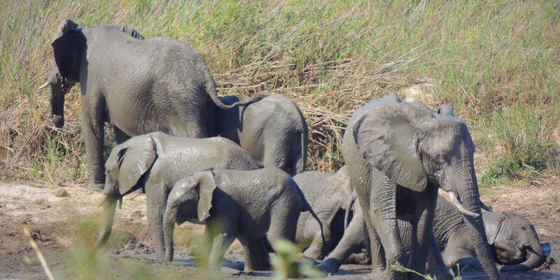 In dem knapp 20.000 Quadratkilometer großen Park können Touristen Elefanten und andere wilde Tiere beobachten. (Symbolbild) - Foto: Kevin Anderson/AP/dpa