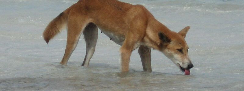 Die Dingos auf K'gari sind eine Attraktion - aber auch gefährlich. (Archivbild) - Foto: Fraser Island Dingo Preservation/AAP/dpa