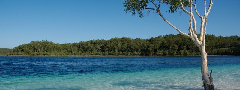 Der Lake McKenzie gilt als Postkartenmotiv schlechthin - aber Dingos greifen auch im Wasser an. (Archivbild) - Foto: Florian Sanktjohanser/dpa-tmn