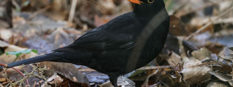 Die Amsel war bei der «Stunde der Wintervögel» in diesem Jahr deutlich weniger zu sehen als noch im Vorjahr. (Archivbild)  - Foto: Oliver Berg/dpa