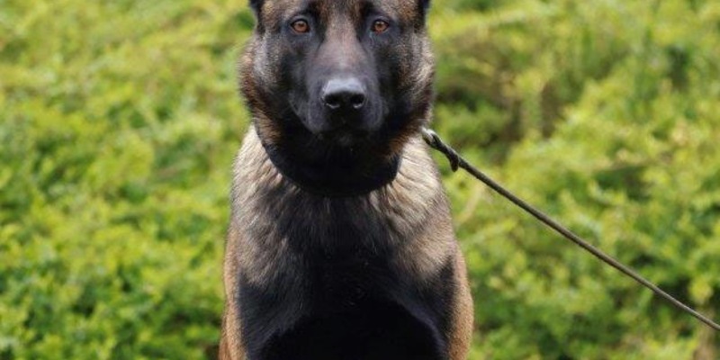 POL-BOR: Rhede - Floki fasst Kabeldiebe - Foto: presseportal.de