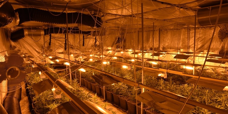 POL-GM: Polizei hebt Cannabisplantage aus - Foto: presseportal.de