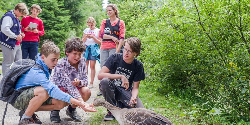 Flattern und Schnattern im Almtal - Foto: Naturschauspiel-TVB Traunsee-Almtal über pressetext.de