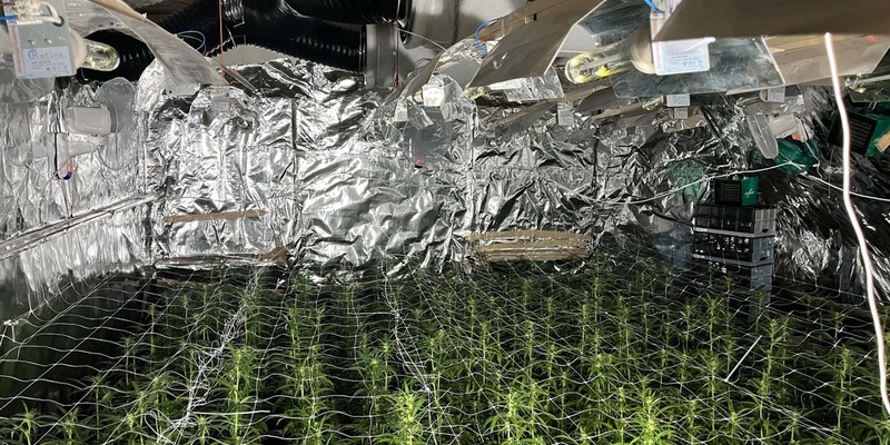 POL-LIP: Extertal-Bösingfeld. Illegale Cannabisplantage mit rund 1000 Pflanzen entdeckt. - Foto: presseportal.de