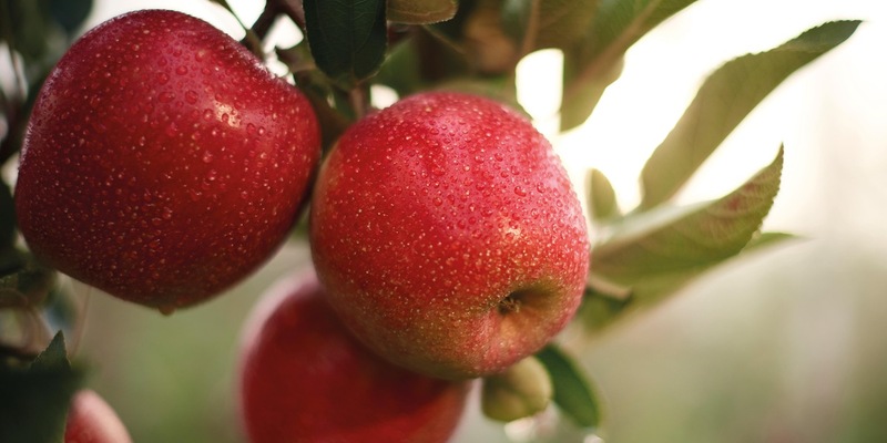 Knackig-krispe Botschaft: Fräulein setzt auf Podcast-Werbung - Foto: presseportal.de