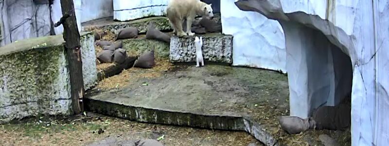 Der kleine Bär erkundet seine Umwelt. - Foto: Timo Deible/Zoo Karlsruhe/dpa