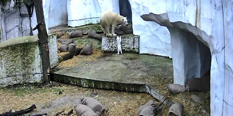Das Eisbärbaby macht die ersten Erkundungen in der Außenanlage.  - Foto: Timo Deible/Zoo Karlsruhe/dpa