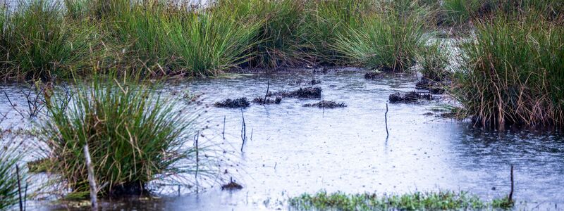 Moore sind nicht nur wichtige Wasserspeicher - sie spielen im Klimaschutz eine herausragende Rolle (Archivbild). - Foto: Jens Büttner/dpa