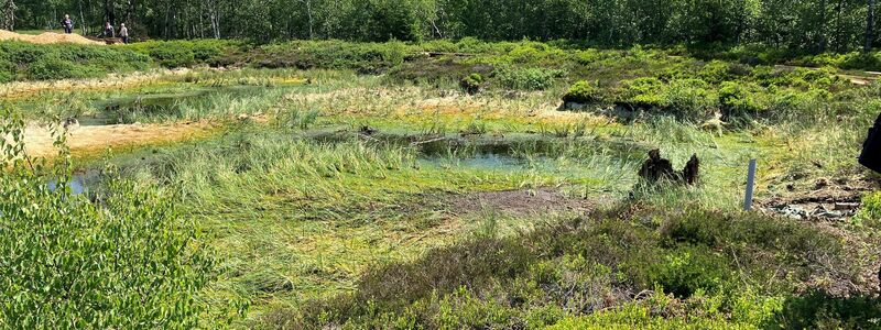 Im Roten Moor ist 2023 ein Projekt zur Wiedervernässung und Renaturierung angelaufen (Archivbild). - Foto: dpa