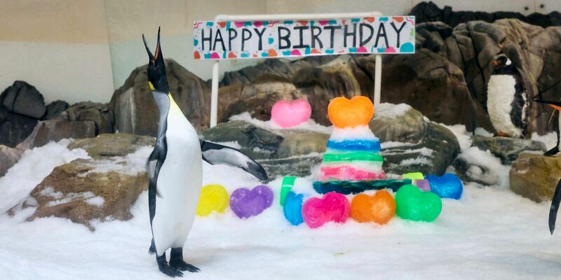 Mittlerweile trägt Pesto Frack, wie seine Artgenossen auch. - Foto: --/Sea Life Melbourne Aquarium/dpa