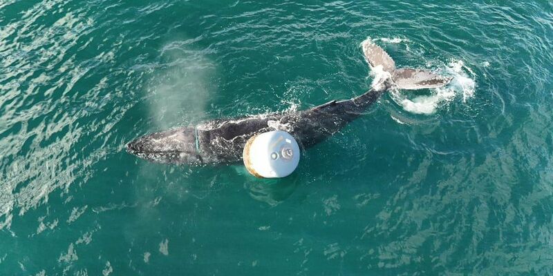 Die Notlage des Wals war am Donnerstagmorgen gemeldet worden. - Foto: Anthony Rigell/British Divers Marine Life Rescue/PA Media/dpa