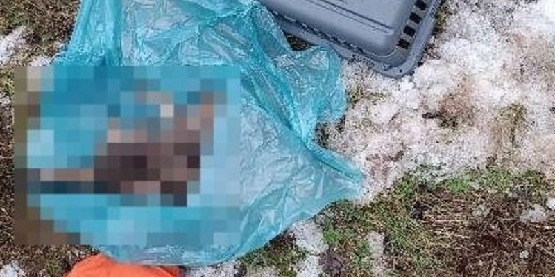 POL-NOM: Verstorbene Hauskatze gefunden - Foto: presseportal.de