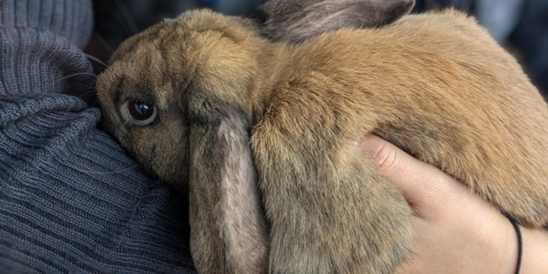 POL-PDLD: Bad Bergzabern - Kaninchen gefunden - Foto: presseportal.de