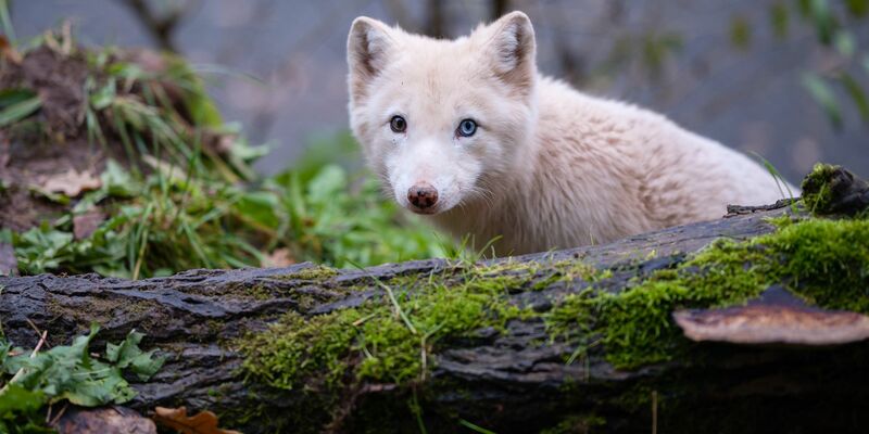 Die genetische Vielfalt von Arten lässt sich laut Studie durch Supplementierung erhöhen - wie bei der Freilassung von Polarfüchsen aus Zuchtprogrammen in Skandinavien. (Symbolbild) - Foto: Oliver Dietze/dpa