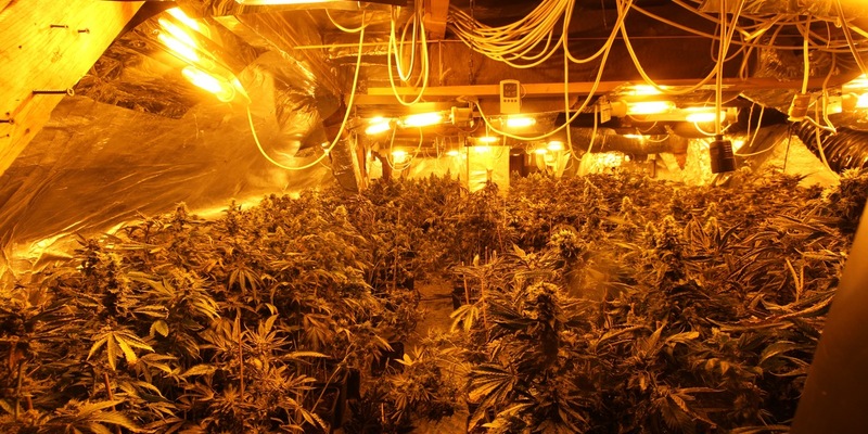 POL-ST: Greven, Leverkusen, Rheine, Zehn Festnahmen wegen illegalem Cannabis-Anbau, intensive Ermittlungen führten zu mehreren Tatobjekten - Foto: presseportal.de