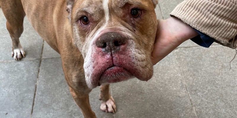 LPI-G: Hund bei Minusgraden ausgesetzt - Foto: presseportal.de