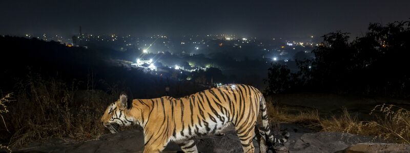 Ein Tiger streift durch den Similipal-Nationalpark in Indien. - Foto: Yashpal Rathore/Science/dpa