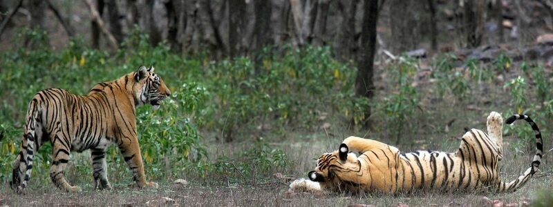 Zwei Tiger im Ranthambore-Nationalpark in Indien. (Foto Archiv) - Foto: Satyajeet Singh Rathore/AP/dpa