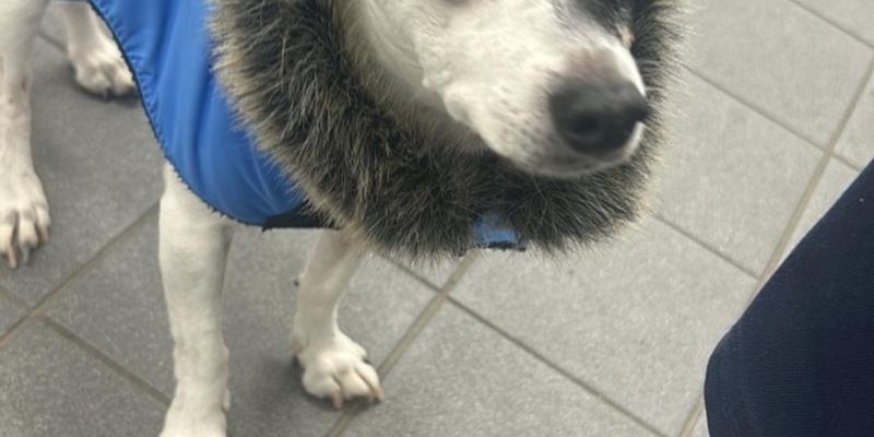 BPOL NRW: Fellnase landet in Obhut der Bundespolizei und überlebt - Foto: presseportal.de