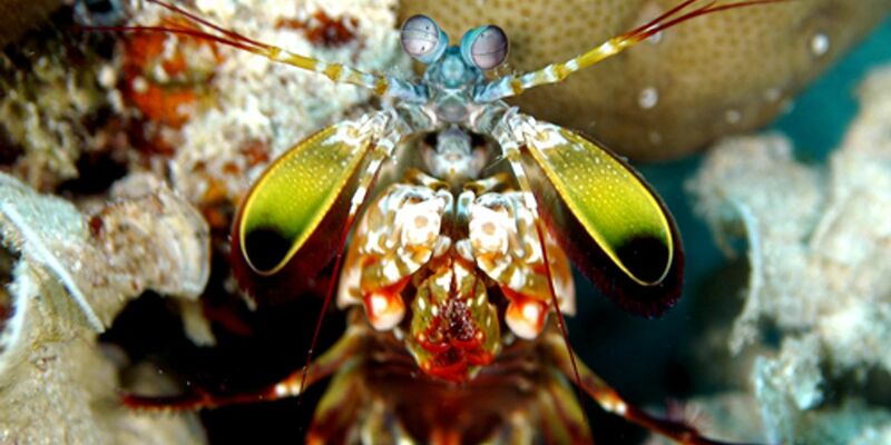 Mit ungeheurer Wucht zerschlagen Fangschreckenkrebse die Schalen von Schnecken und Muscheln oder töten Fische.  - Foto: Andy Law/Northwestern University/dpa