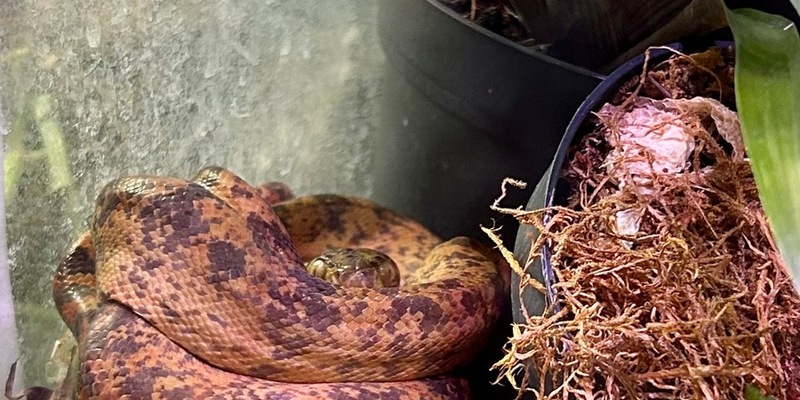 ZOLL-E: Giftiger Einsatz - Staatsanwaltschaft Bochum und Zollfahndung Essen beschlagnahmen 26 zum Teil hochgiftige Exoten - Foto: presseportal.de