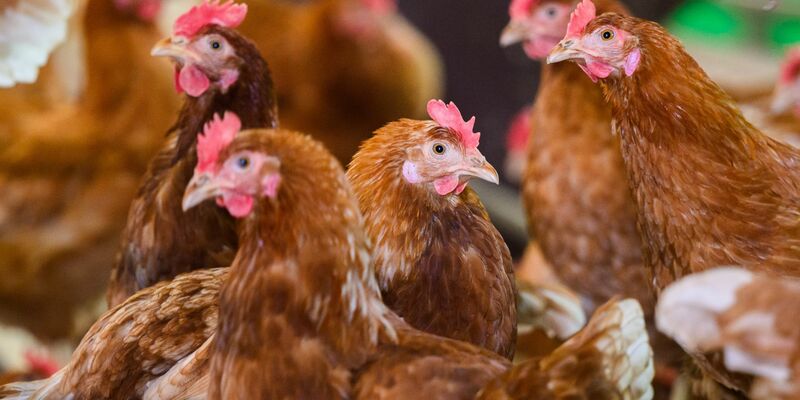 Immer weiter breitete der Virus sich zuletzt aus - Foto: Julian Stratenschulte/dpa