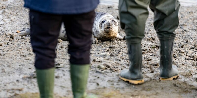 Aus den Transportboxen kamen die vier Kegelrobben nur sehr zögerlich heraus. - Foto: Axel Heimken/dpa